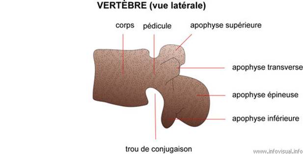Vertèbre