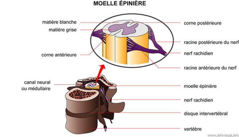 Moelle épinière